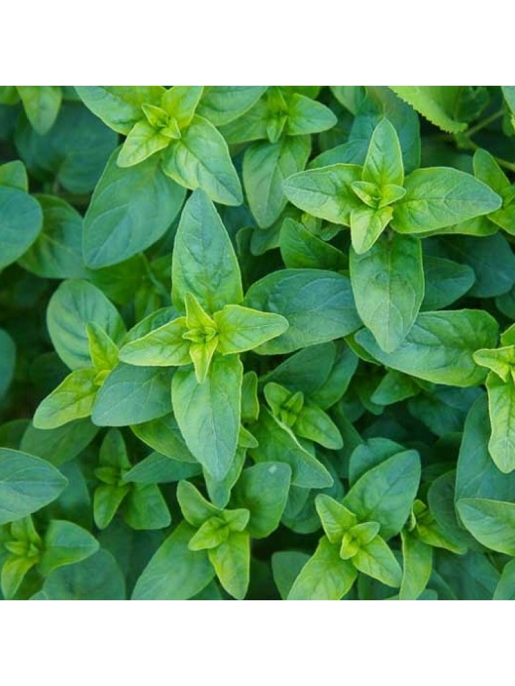 Oregano (Origanum vulgare)